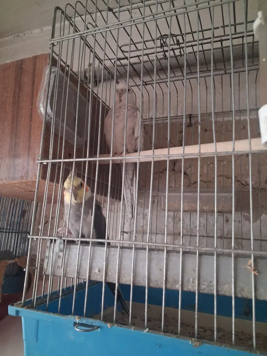 یک جفت عروس هلندی مولد|پرنده|اسلامشهر, شهرک توحید|دیوار