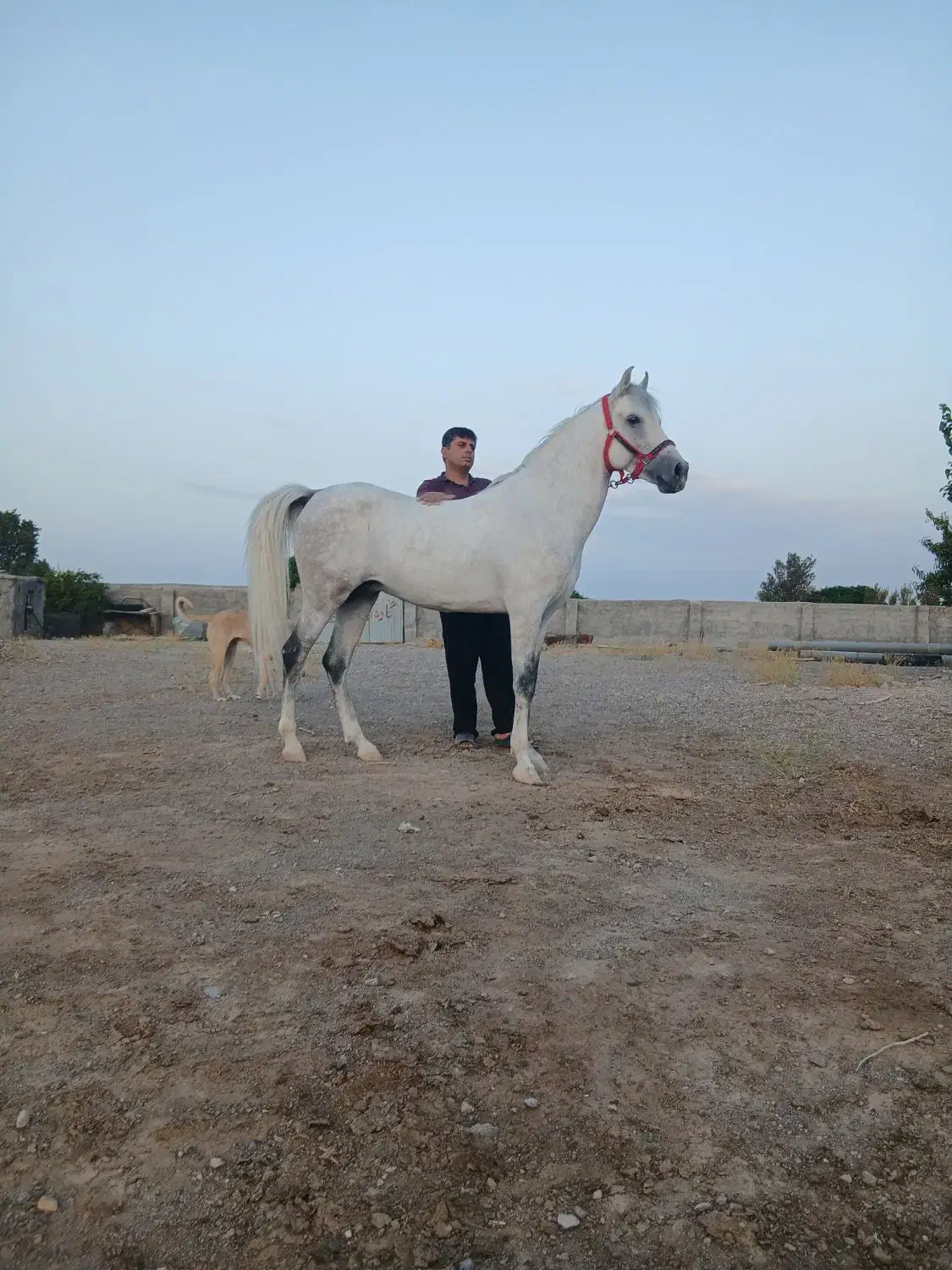 نریان پایه دره شوری نوه طوفان سالار تفت|اسب و تجهیزات اسبسواری|یزد, |دیوار