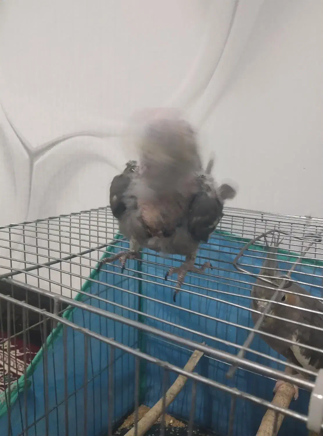 عروس هلندی باهوش|پرنده|رومشکان, |دیوار