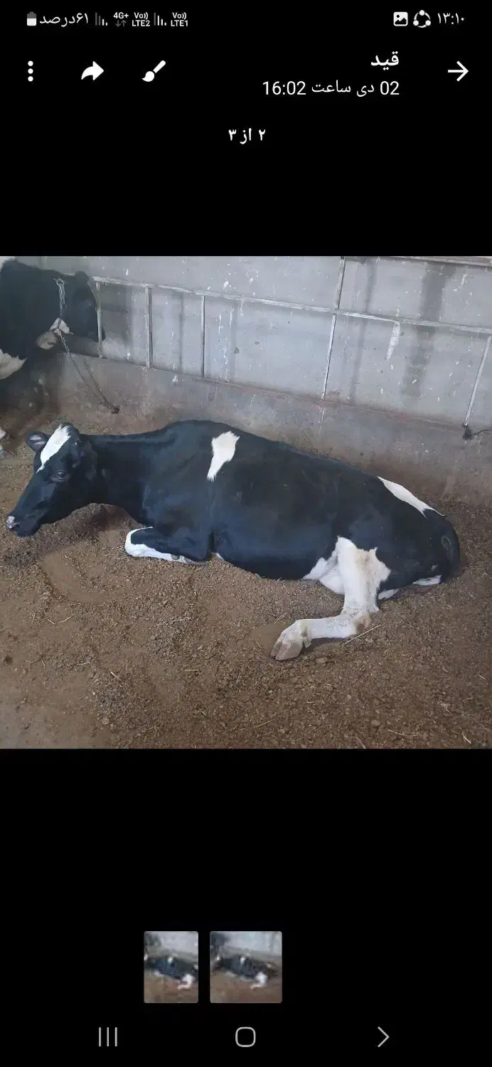 خرید و فروش گاو افتاده و کسل حال|حیوانات مزرعه|دهگلان, |دیوار