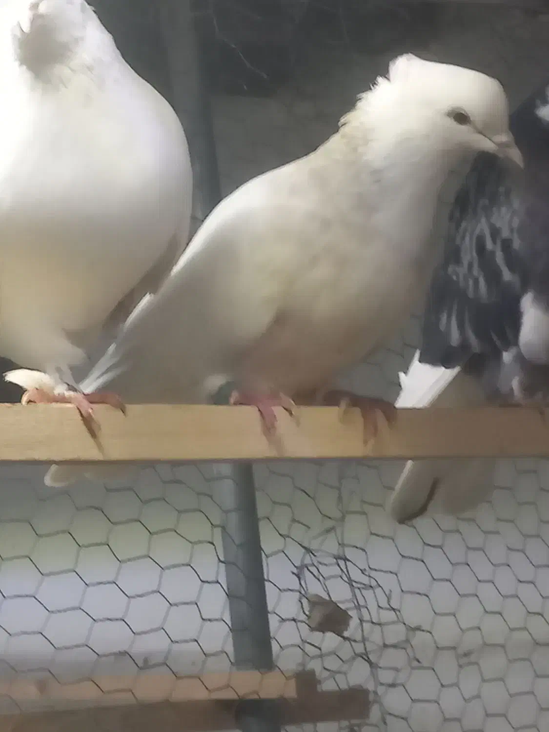 طوقی هفت رنگ طوقی آجری|پرنده|فرخ‌شهر, |دیوار