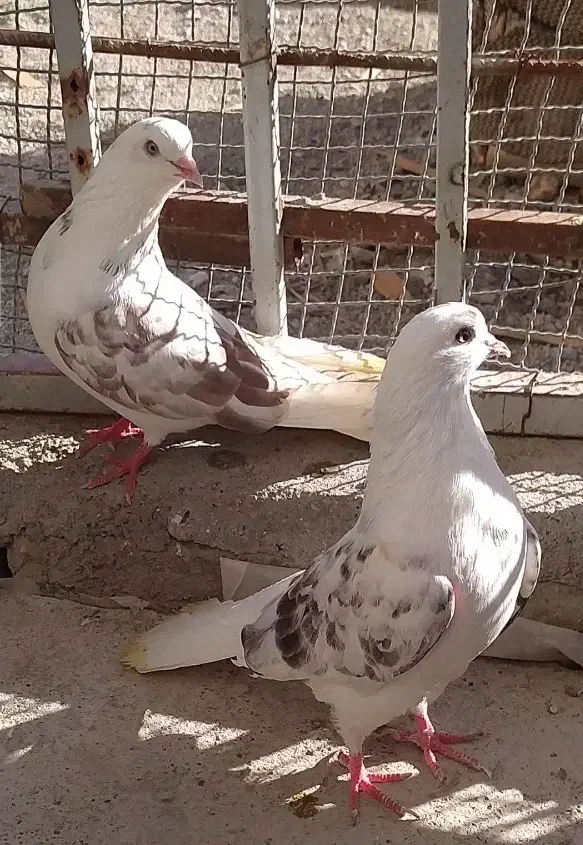 کبوتر تک پر|پرنده|بندر ترکمن, |دیوار