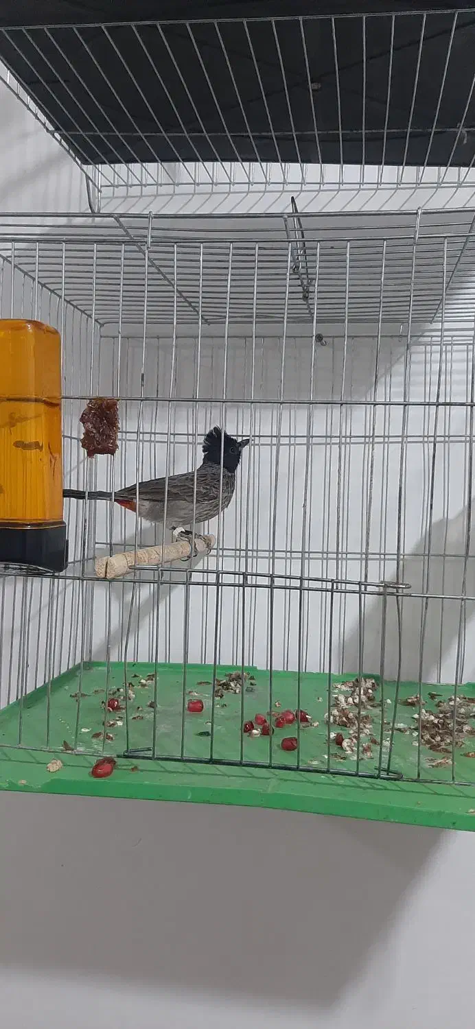 پرنده|پرنده|شوشتر, |دیوار