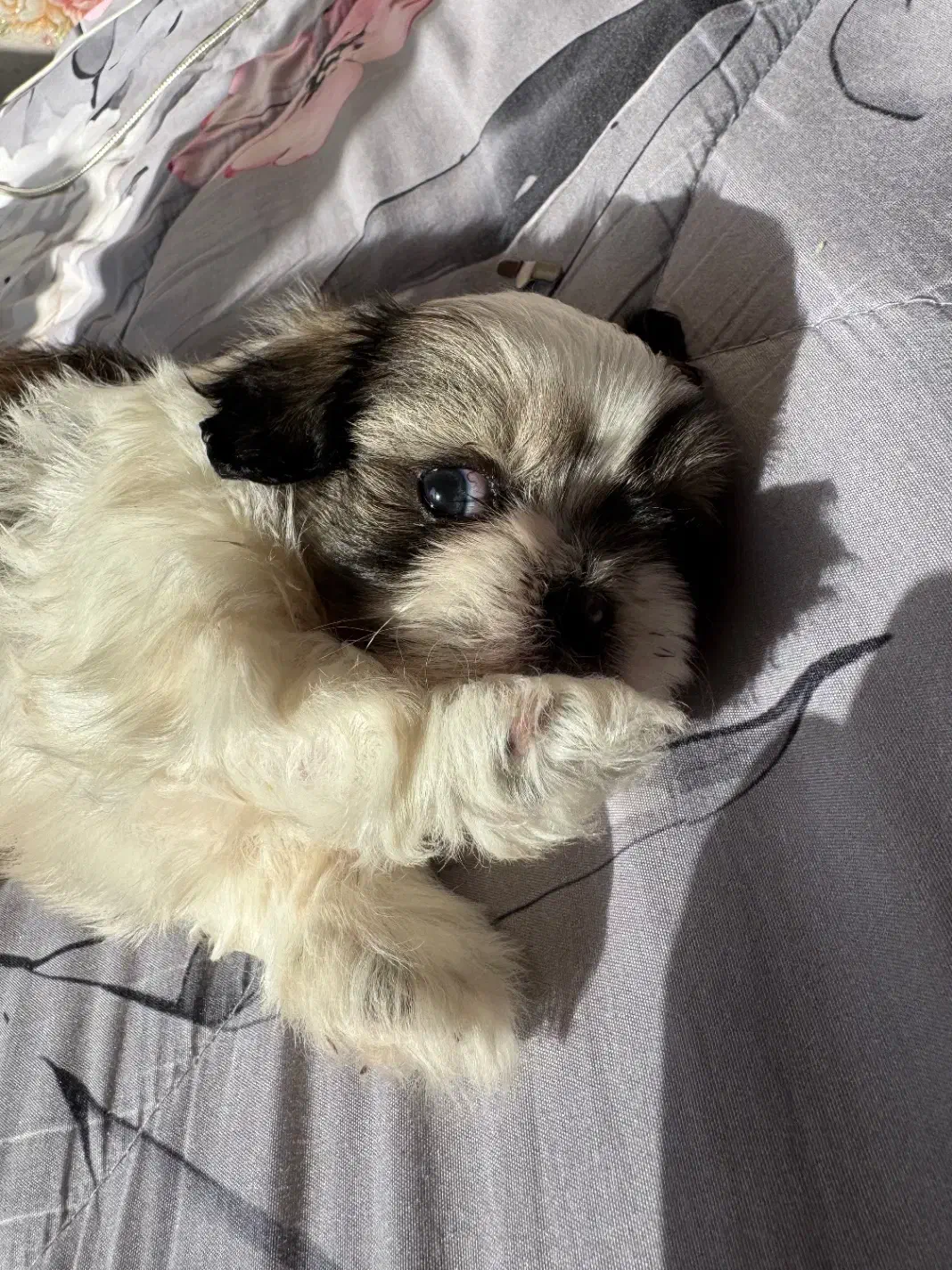 توله سوپر فلت نر|سگ|تهران, استاد معین|دیوار