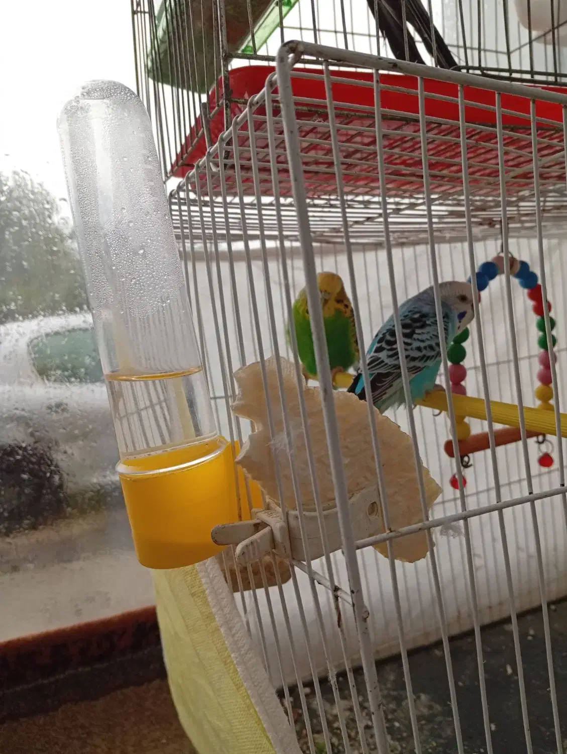 یه جفت مرغ عشق با وسایل|پرنده|نوشهر, |دیوار