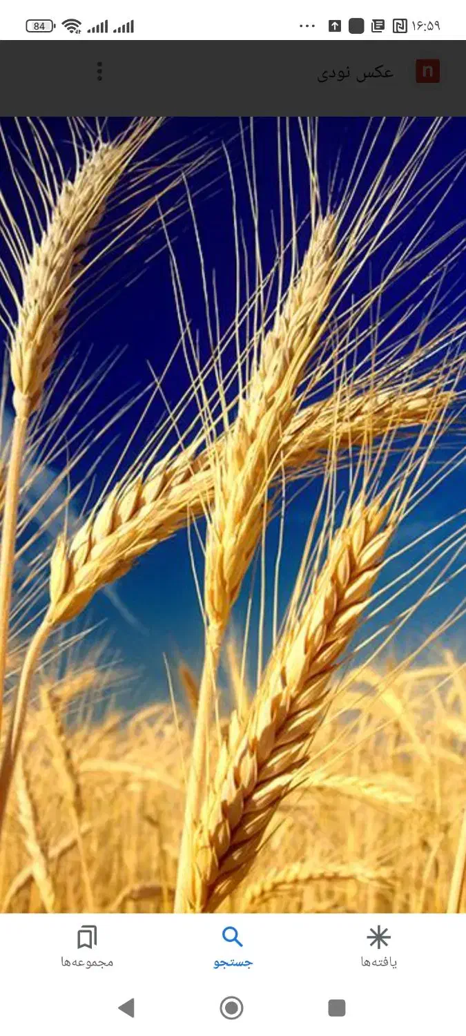 زمین دولت آباد بهترین موقعیت آب و هوایی|فروش زمین و ملک کلنگی|نگار, |دیوار