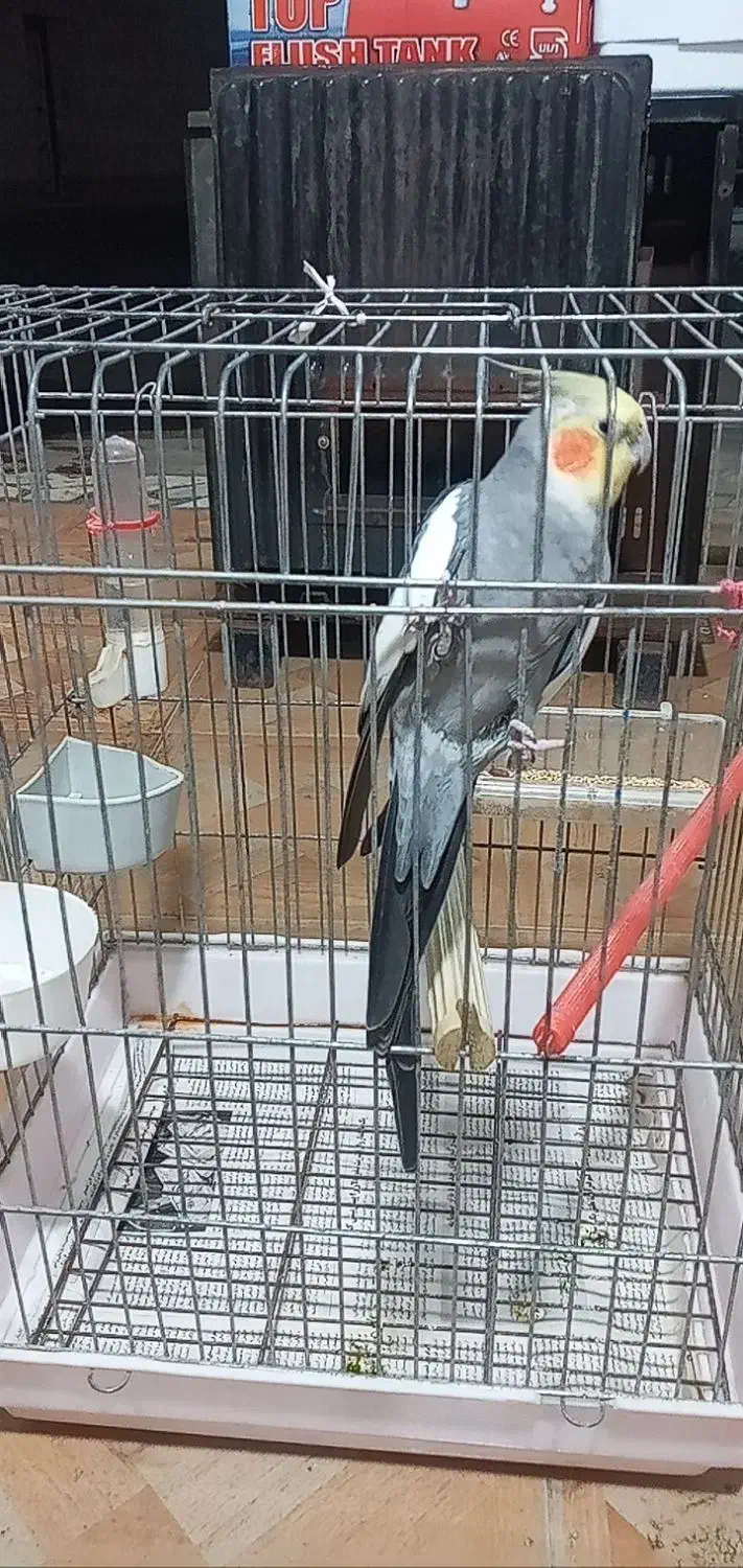 عروس هلندی|پرنده|رشت, حمیدیان|دیوار