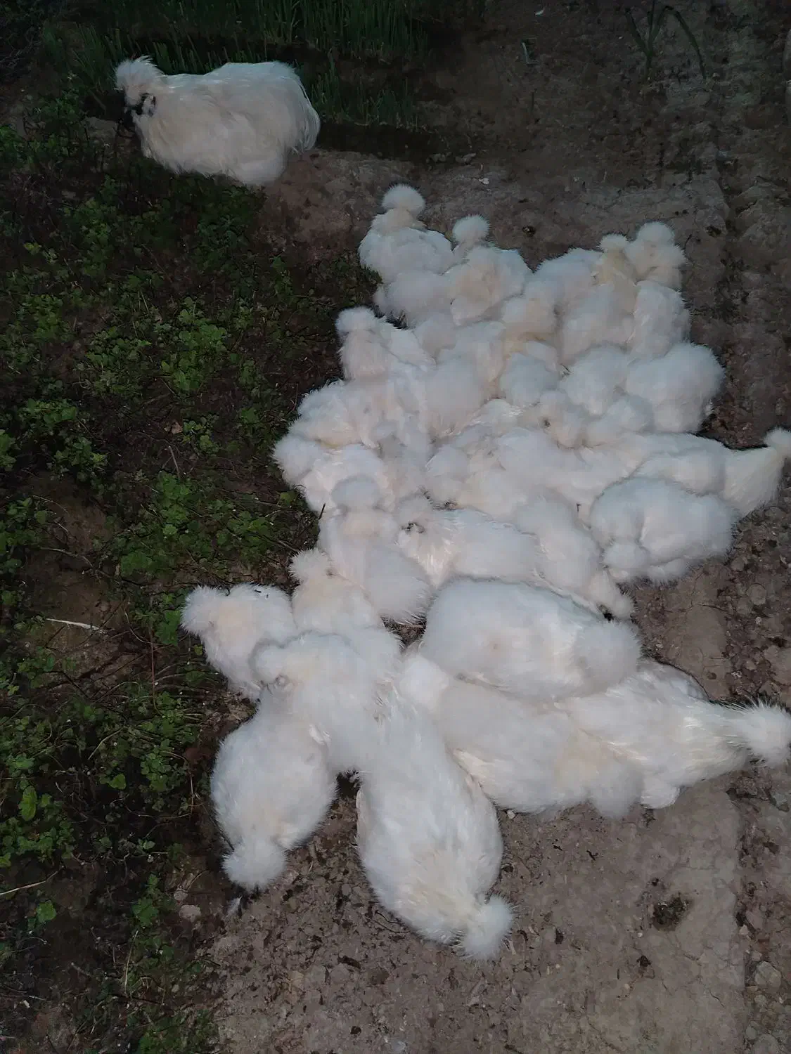 جوجه مرغ ابریشمی زینتی|حیوانات مزرعه|گرگان, |دیوار