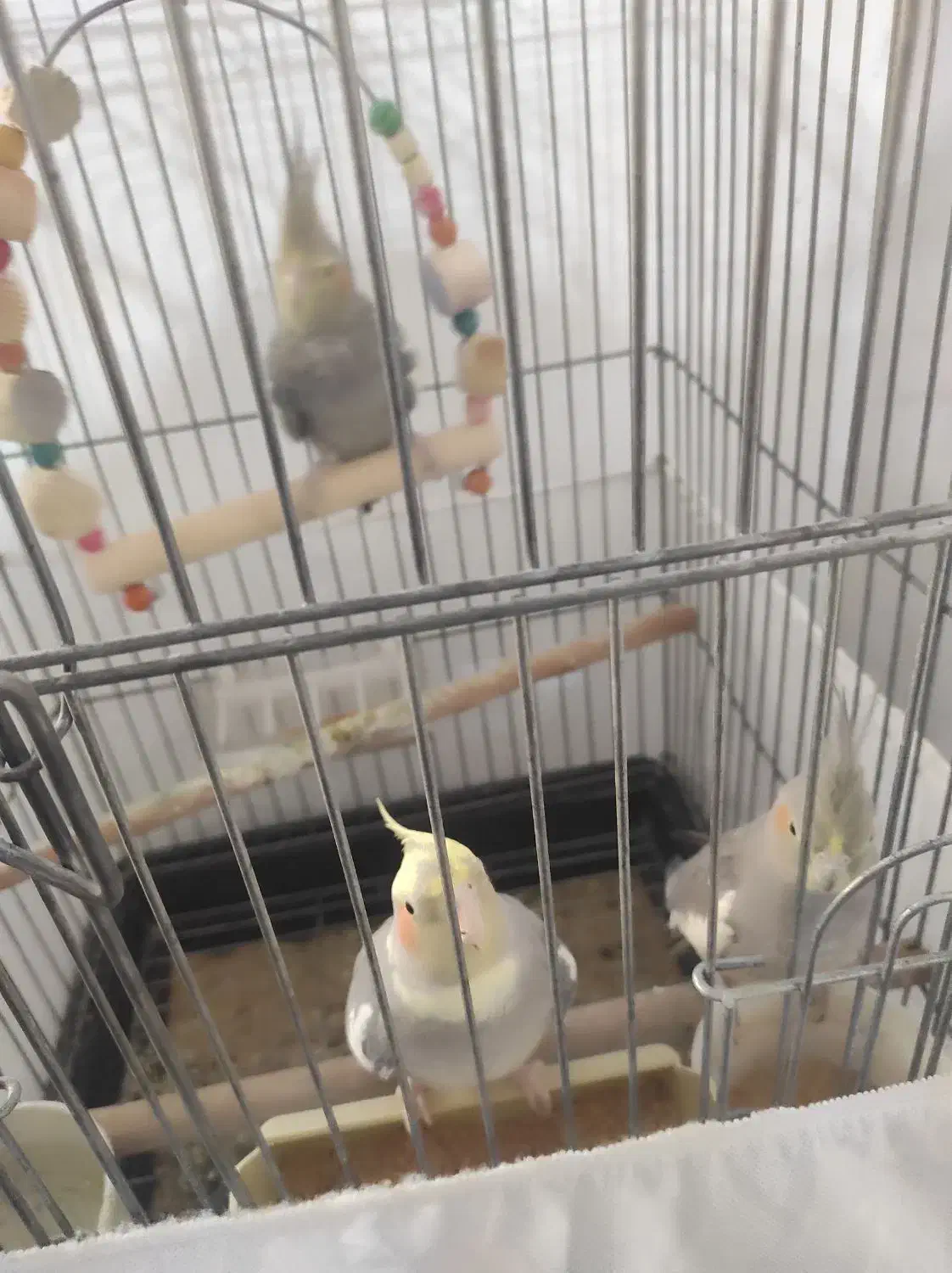 عروس هلندی|پرنده|تاکستان, |دیوار