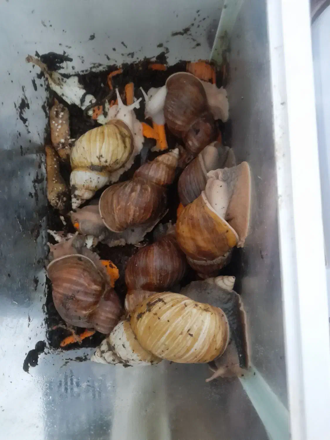 حلزون ها|خزنده|کرج, گلشهر|دیوار