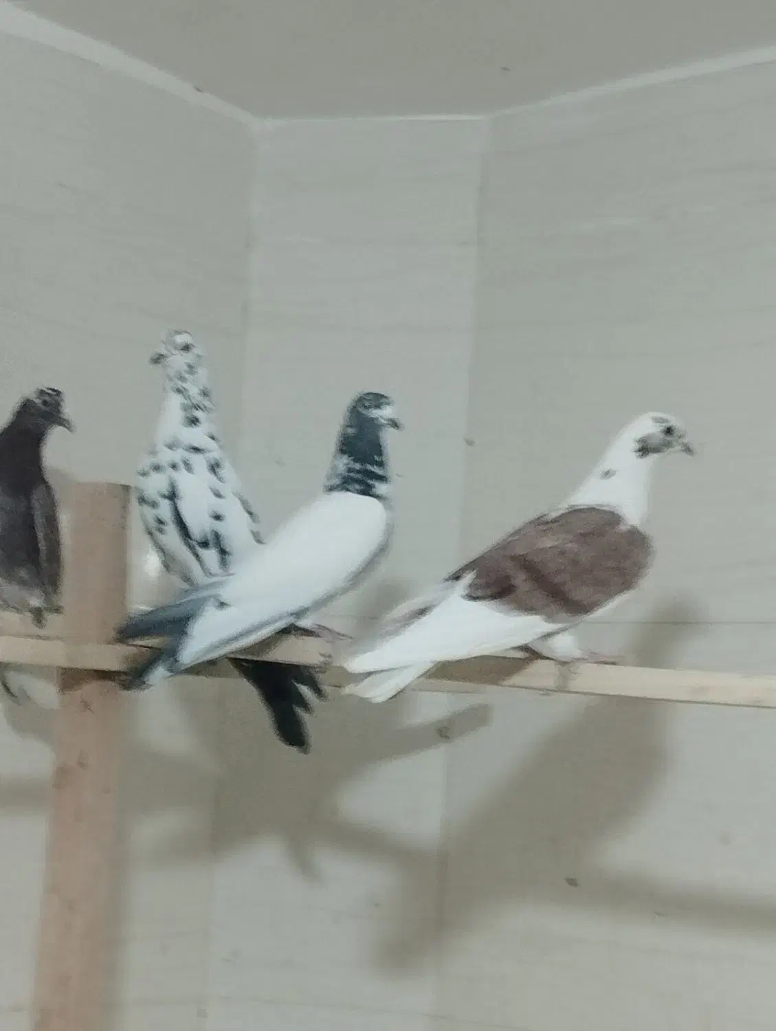 کفتر ی جای|پرنده|شهریار, شهرک امیریه|دیوار