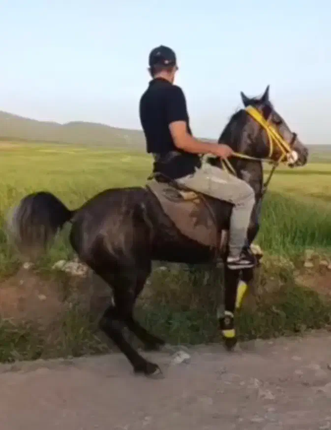 اسب|اسب و تجهیزات اسبسواری|اسلامآباد غرب, |دیوار