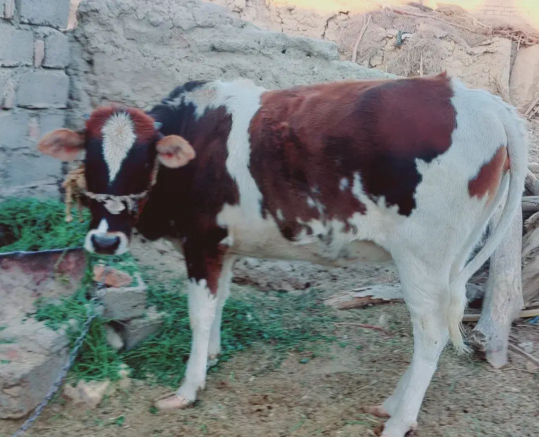 گستر چاق (مناسب برای قصابی و نگهداری (|حیوانات مزرعه|جزنیک, |دیوار