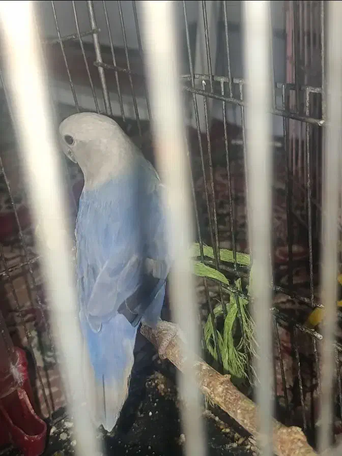 طوطی بریزیلی آبی|پرنده|دزفول, |دیوار