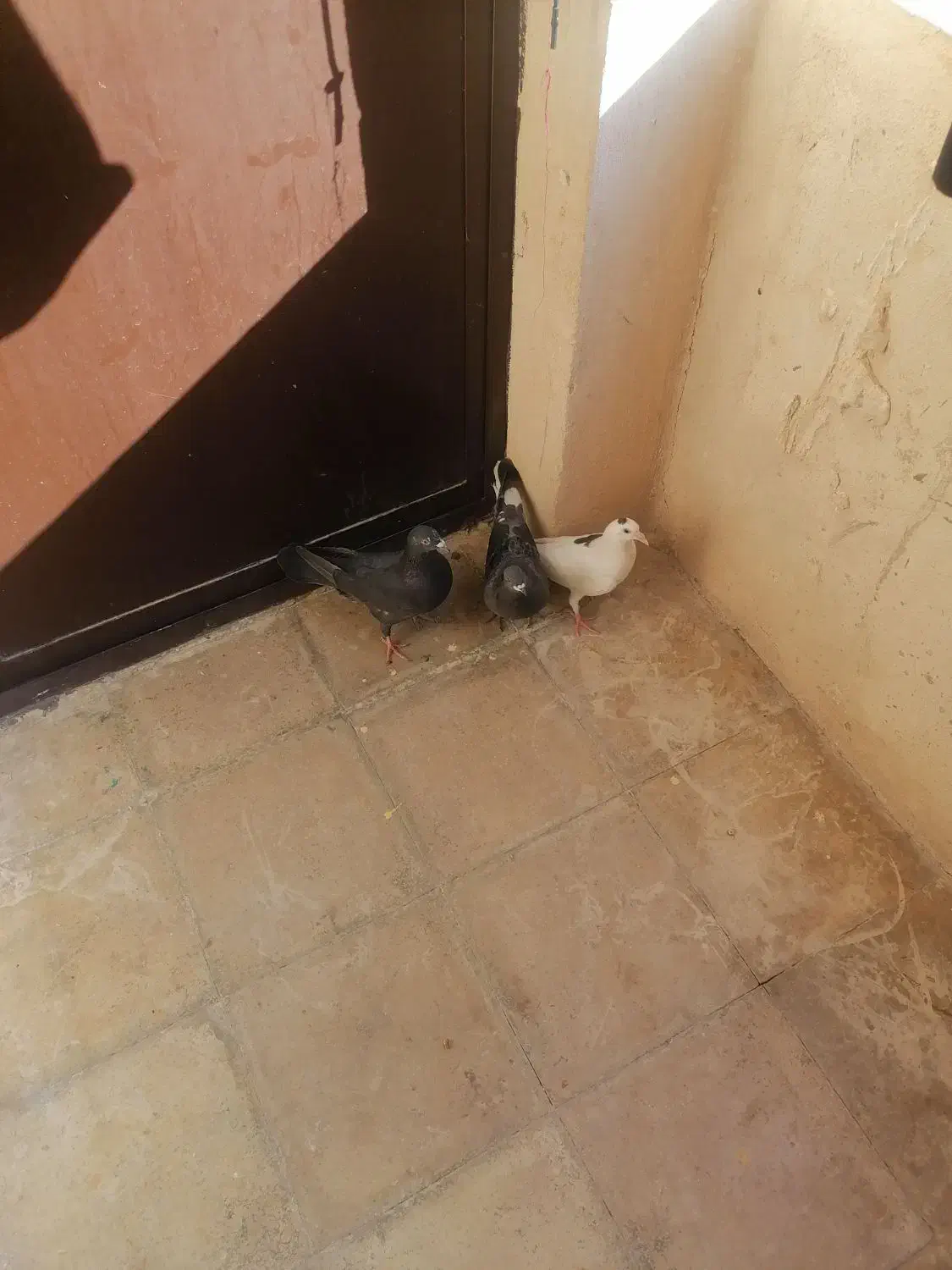 کفتر پلاکی|پرنده|نورآباد ممسنی, |دیوار