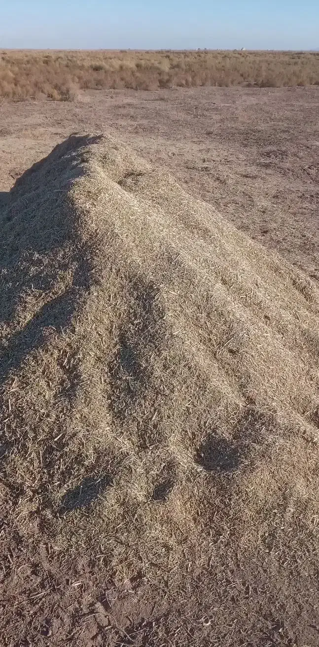 خارشترآماده تحویل جوین|لوازم جانبی حیوانات|عطاملک, |دیوار