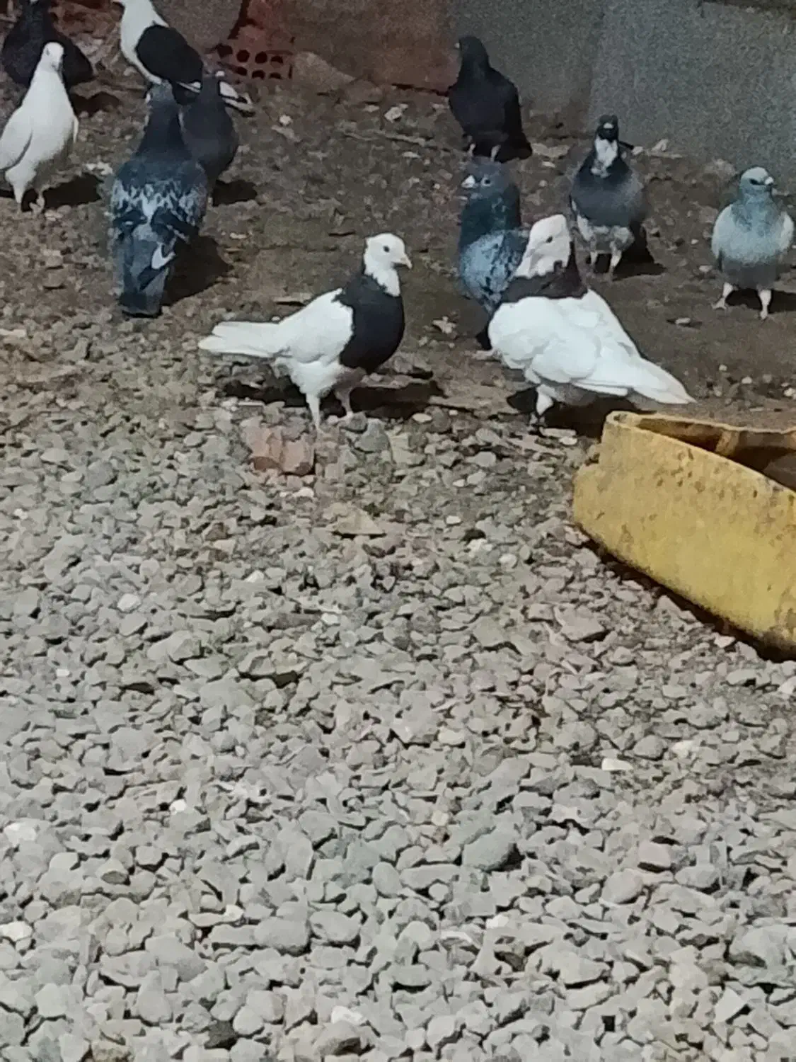 فروش کبوتر|پرنده|فهرج, |دیوار