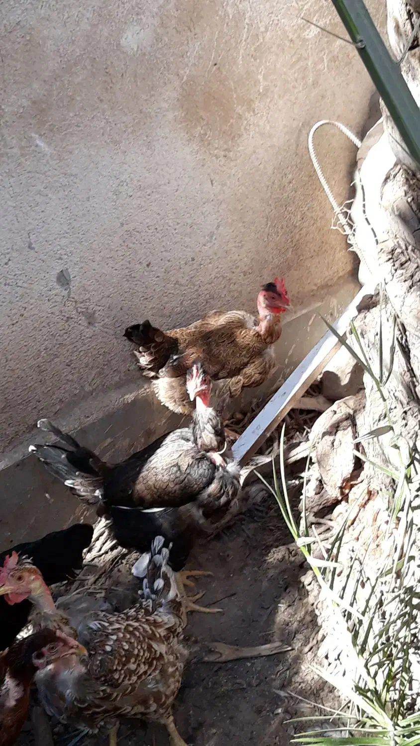 مرغ گردن لخت تخم گذار|حیوانات مزرعه|اهواز, شریعتی جنوبی|دیوار