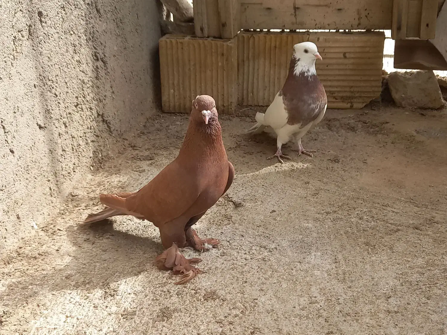 کبوتر رنگی|حیوانات|قم, سرحوض|دیوار