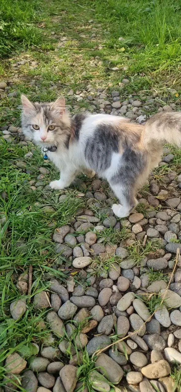 گمشده|حیوانات|چاف و چمخاله, |دیوار