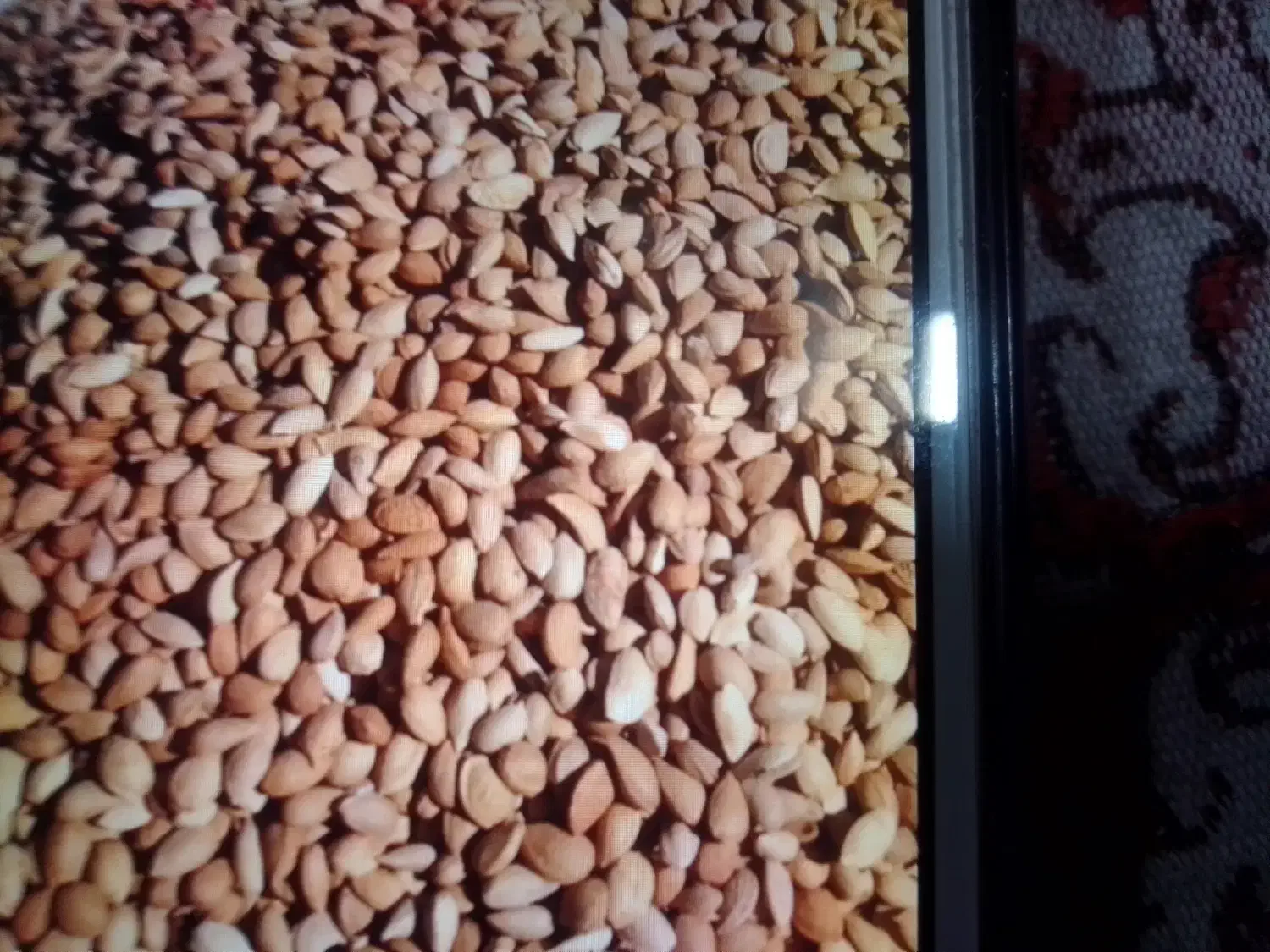 بادام|حراج|سبزوار, قصبه شرقی|دیوار