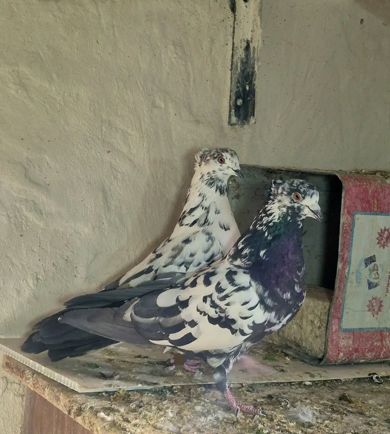 کفتر کاشونی و دمگیر|پرنده|نجف‌آباد, شیخ آباد|دیوار