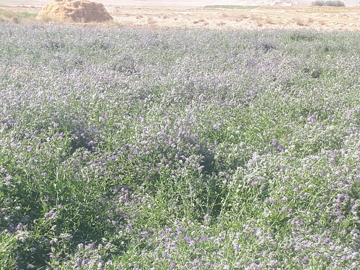 یونجه|لوازم جانبی حیوانات|مرند, |دیوار