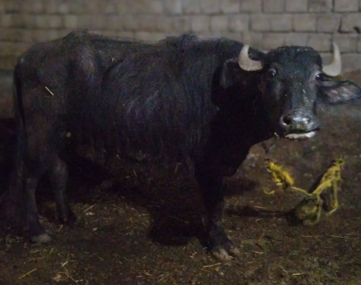 گاومیش درجه 1جنس اهوازی|حیوانات مزرعه|مهاباد (آذربایجان غربی), |دیوار