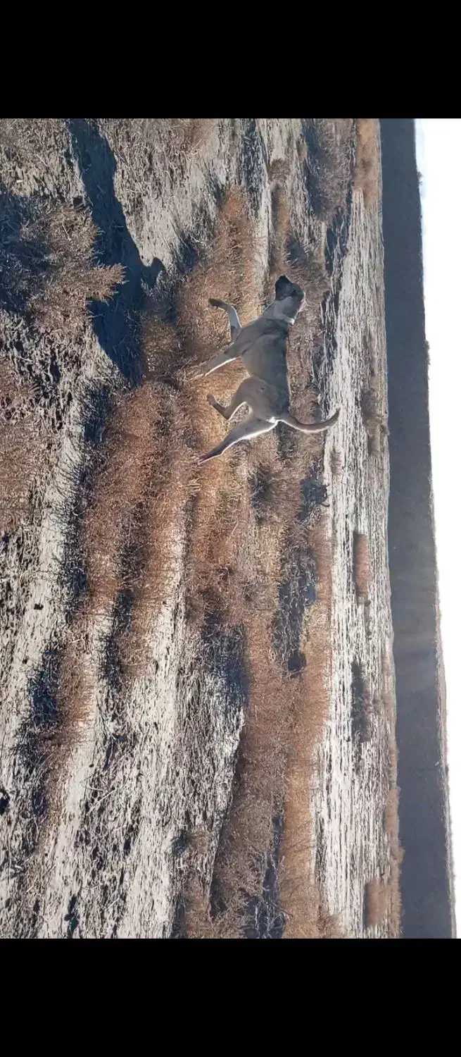 واگذاری سگ گله|سگ|میاندوآب, |دیوار