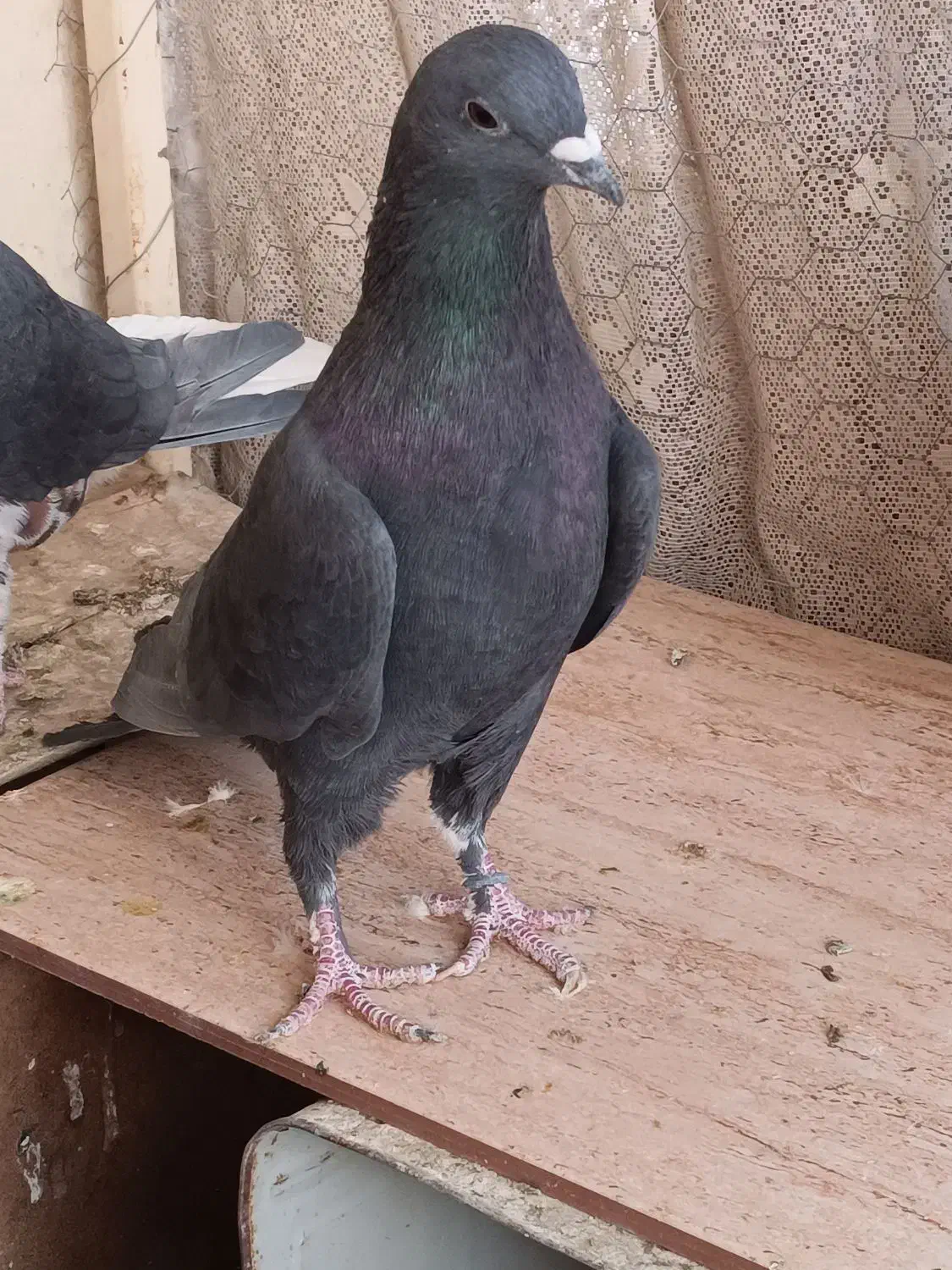 کبوتر دمگیر بدرنگ طوقی شیرازی|پرنده|شاهین‌شهر, نبوت|دیوار