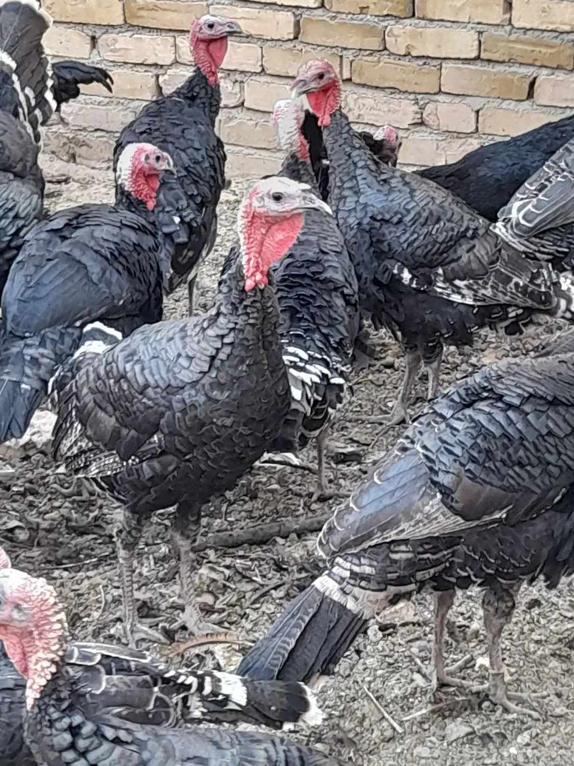 بوقلمون نر و ماده|حیوانات مزرعه|دشتابی, |دیوار