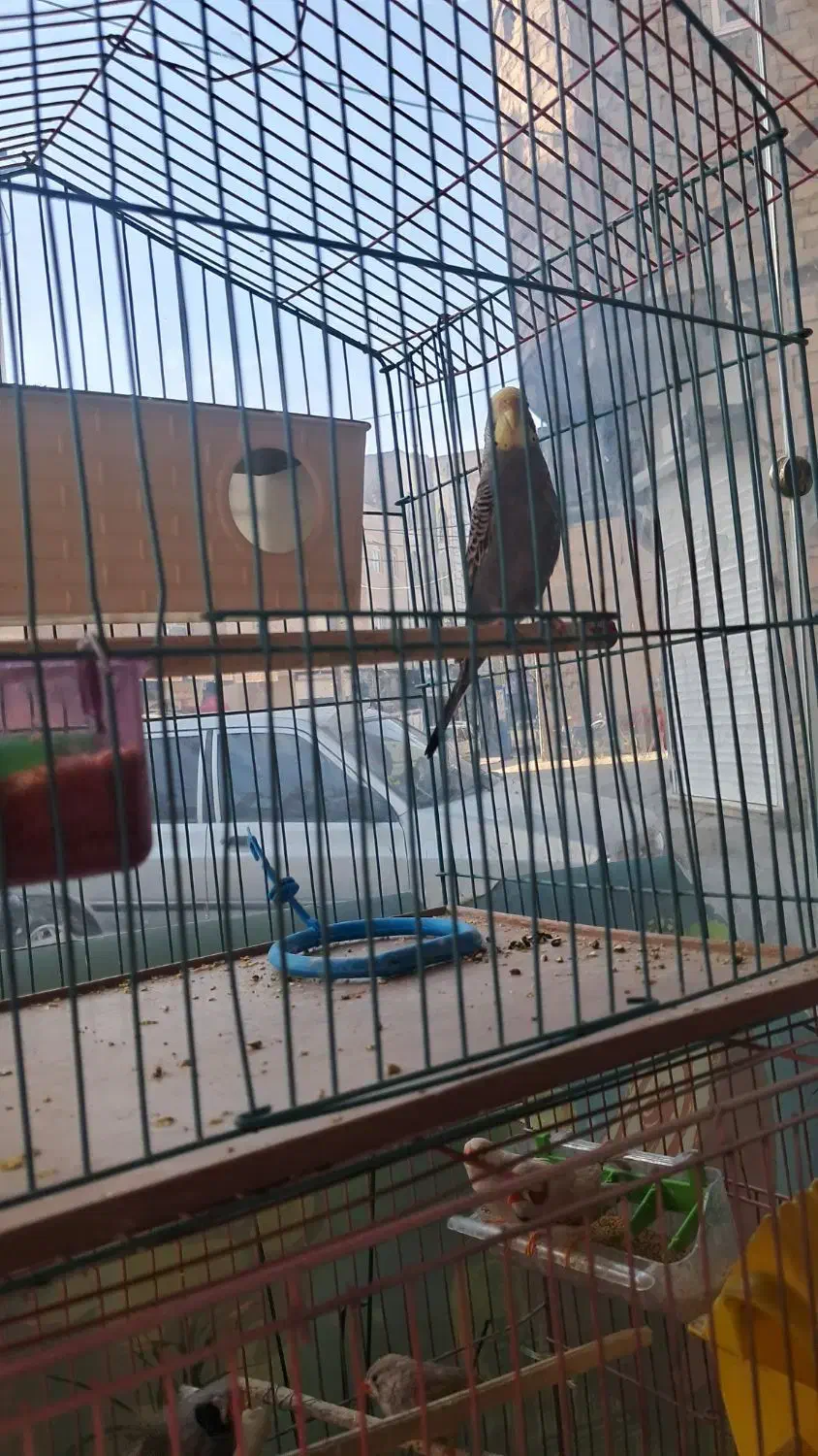 عروس  هلندی نر ماده به شرت تخم جوجه  فنج مرغ عشق|پرنده|پاکدشت, خاتون آباد|دیوار