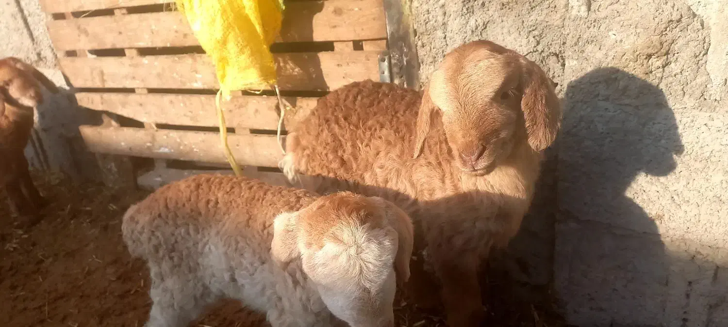 بره|حیوانات مزرعه|مشگین شهر, |دیوار