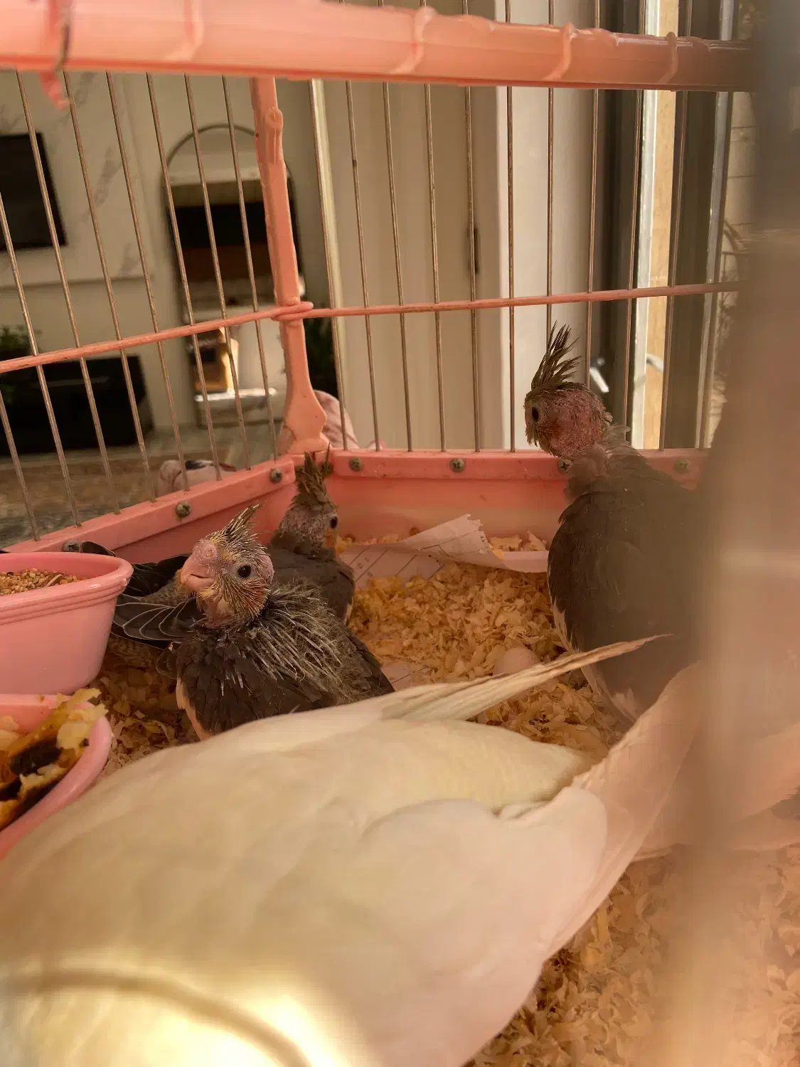 خانواده ۵نفره عروس هلندی|پرنده|تاکستان, |دیوار