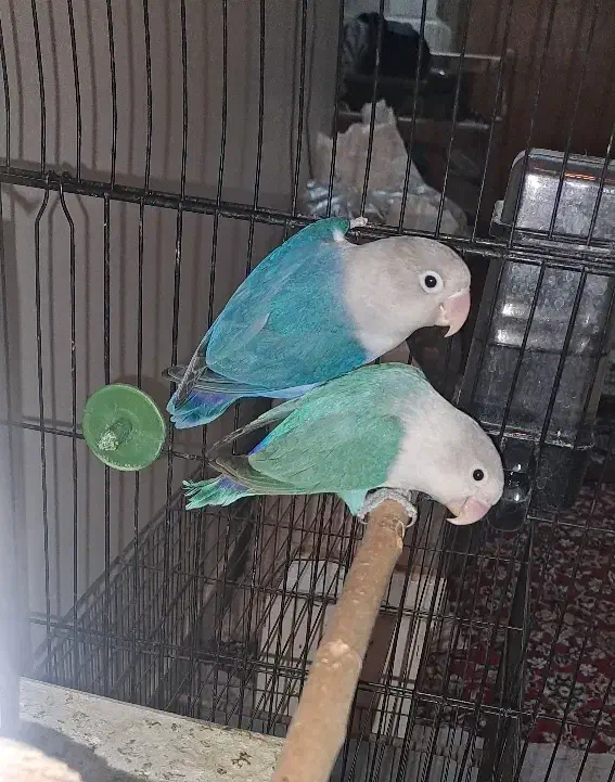 طوطی برزیلی جفت|پرنده|تهران, نیروی دریایی|دیوار