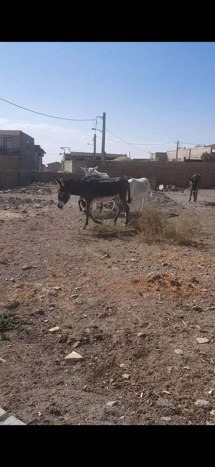 فروش الاغ|حیوانات مزرعه|پلنگ آباد, |دیوار