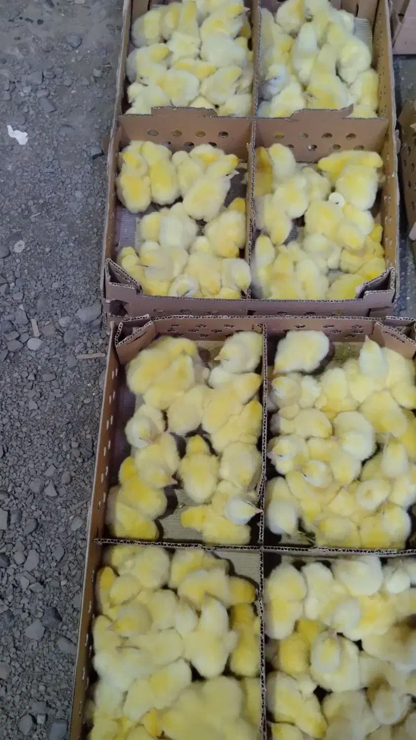 جوجه گوشتی راس|حیوانات مزرعه|پیربازار, |دیوار