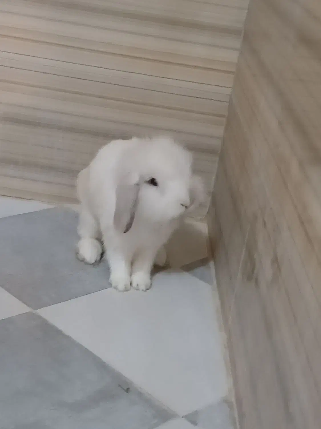 خرگوش لوپ تربیت شده|موش و خرگوش|نهاوند, |دیوار