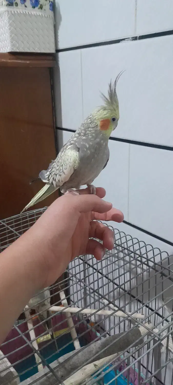 نروماده عروس هلندی دستی|پرنده|کاشان, فاز ۲ ناجی آباد|دیوار