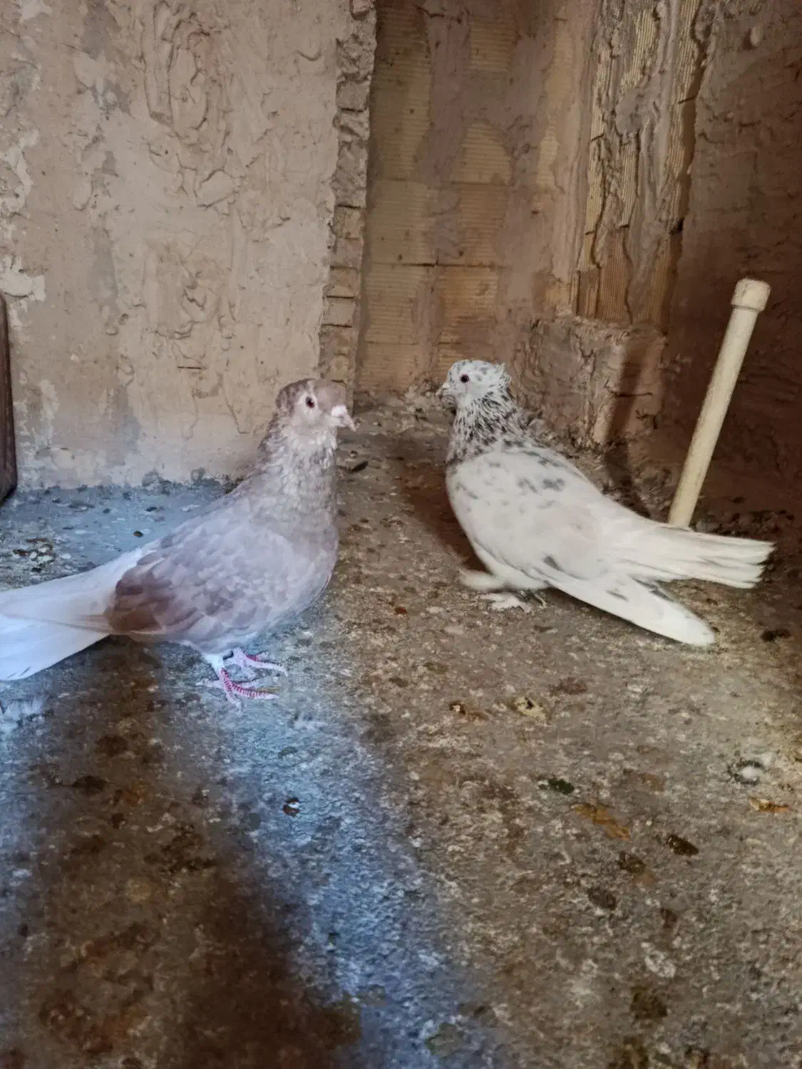 دم سفید|پرنده|شهرضا, |دیوار