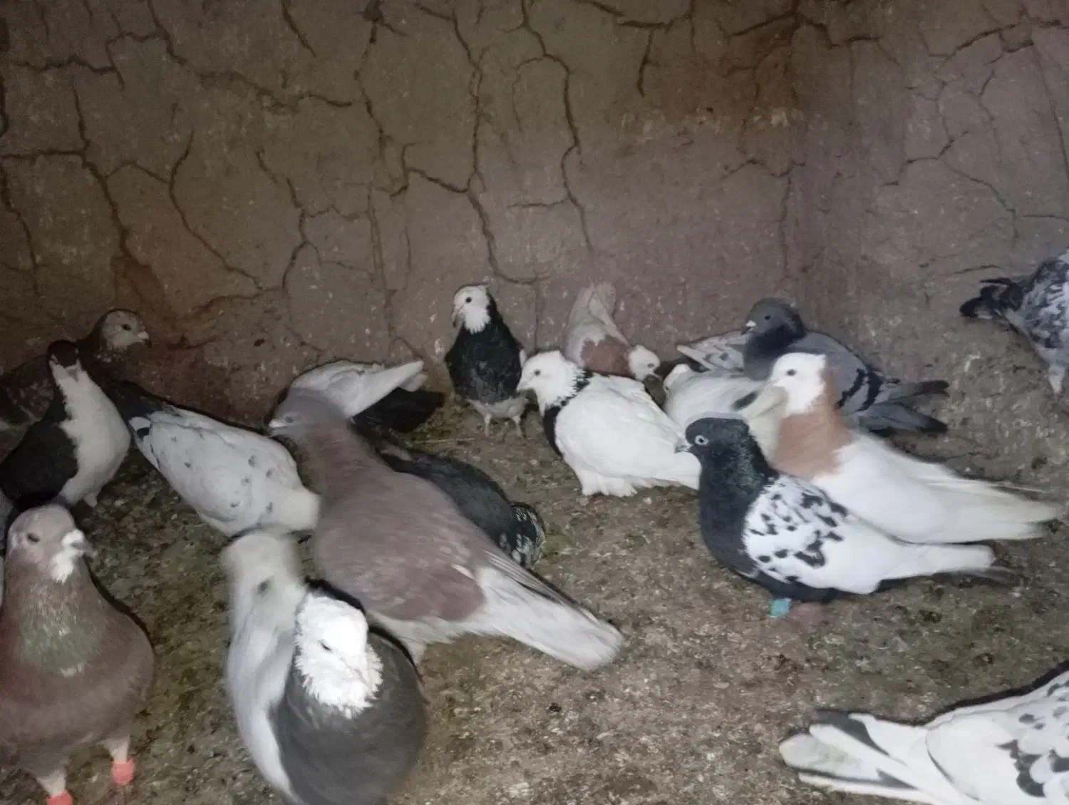 کفتر|پرنده|تربت‌حیدریه, رضاشهر|دیوار