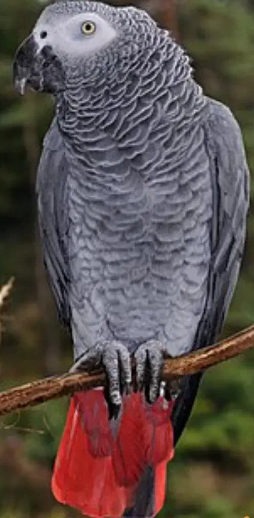 کاسکو دم قرمزگمشده در صدرا|حیوانات|صدرا-فارس, فاز ۱|دیوار