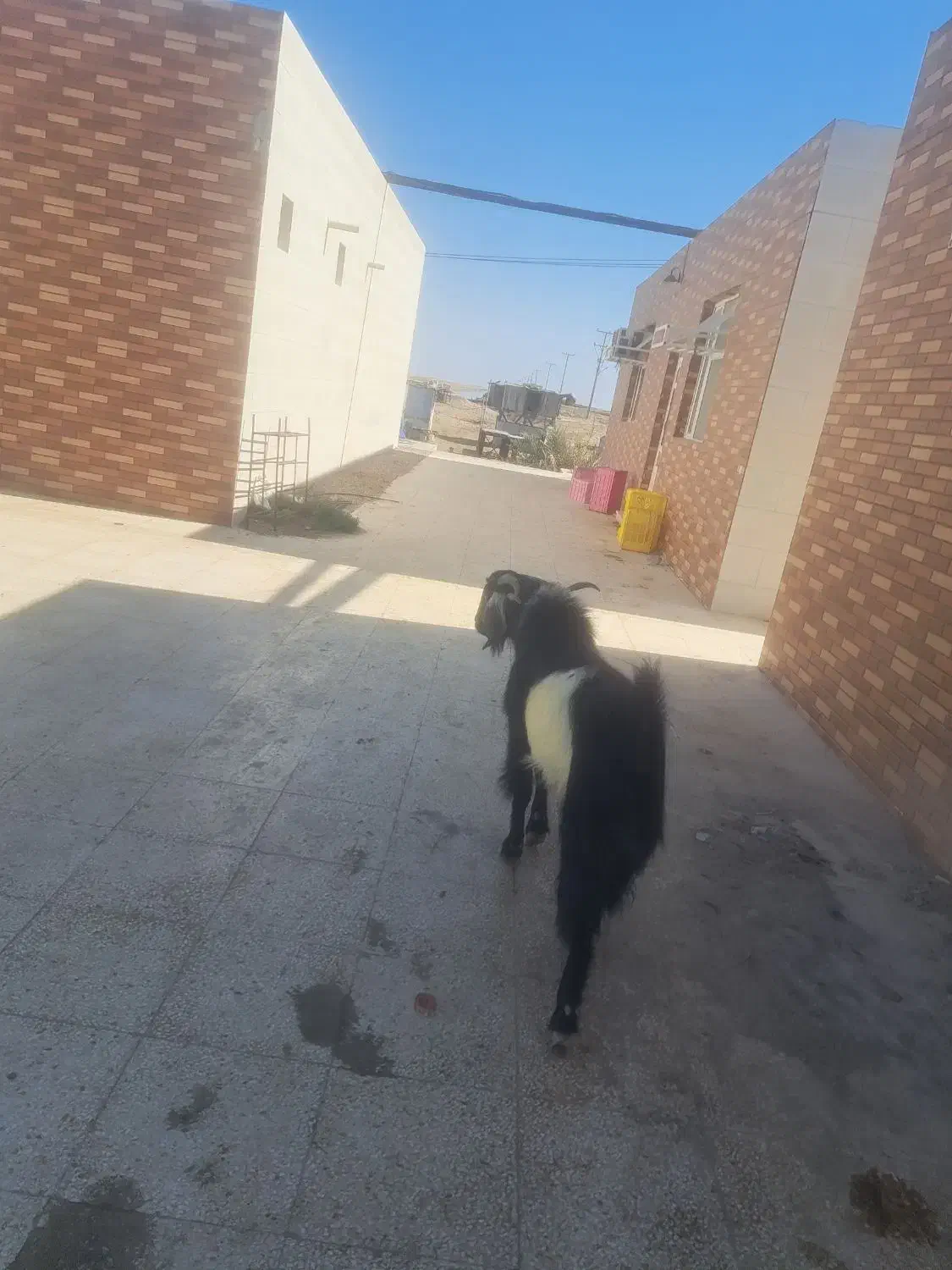 نری چاق|حیوانات مزرعه|بندرعباس, |دیوار