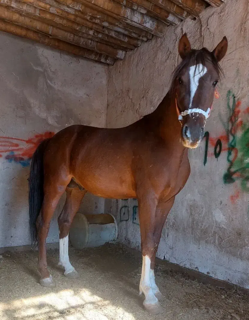 کره اسب نر سالار ۲|اسب و تجهیزات اسب‌سواری|یاسوج, |دیوار