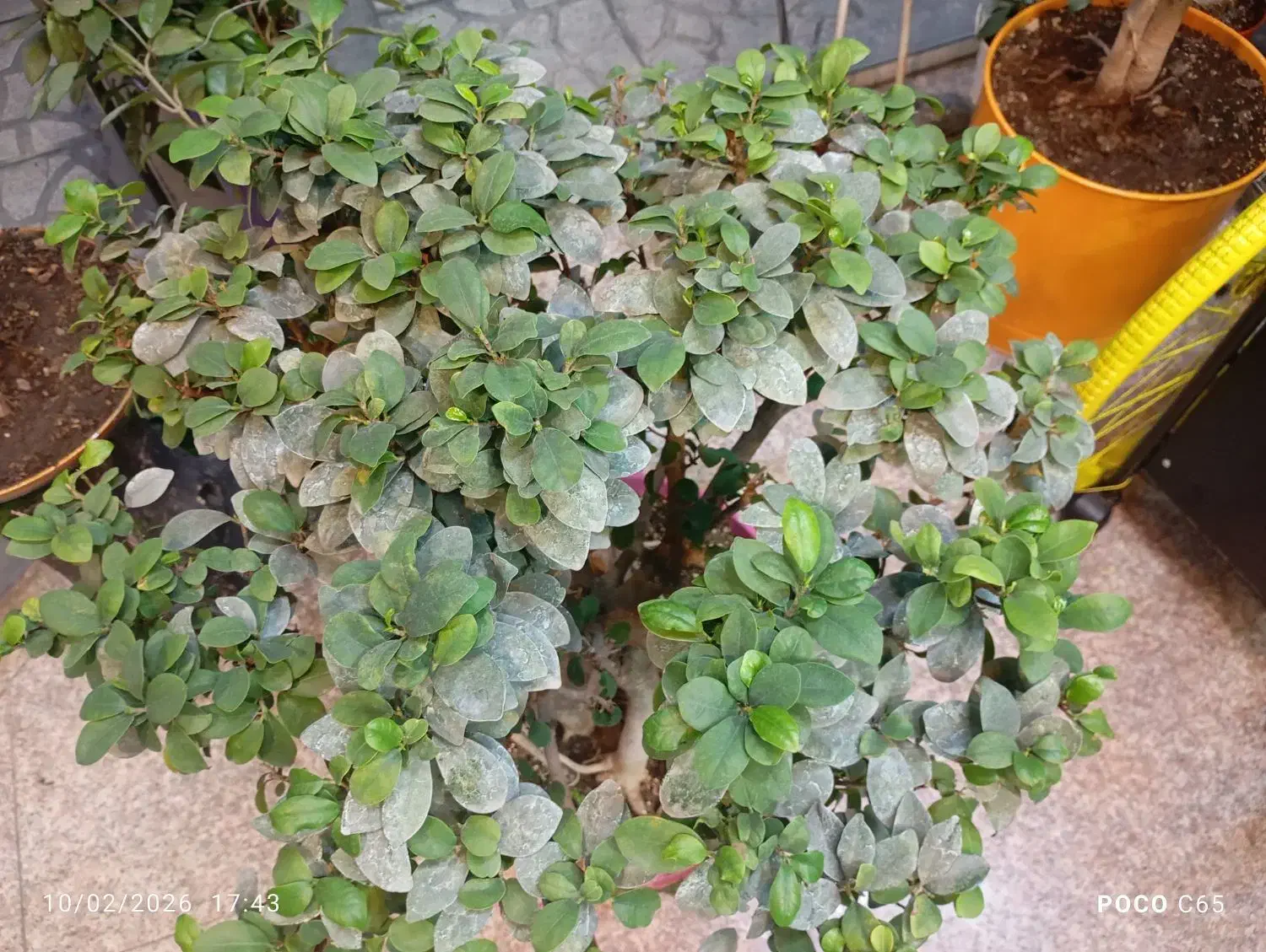 بن سای جنسینگ|گل و گیاه طبیعی|تهران, دروازه شمیران|دیوار