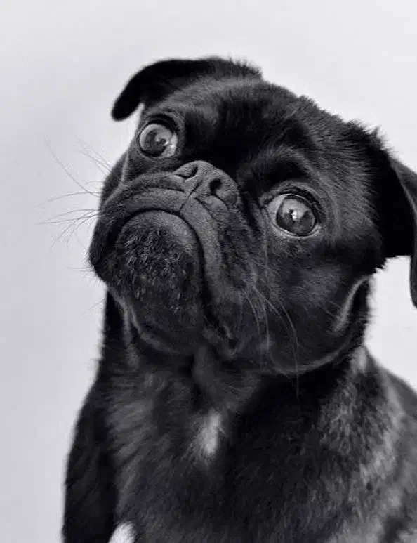 سگ نژاد پاگ pug|سگ|فردیس, فردیس|دیوار