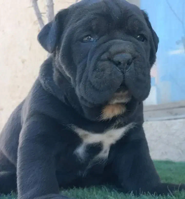 کنکورسو|سگ|تهران, شهرک غرب|دیوار