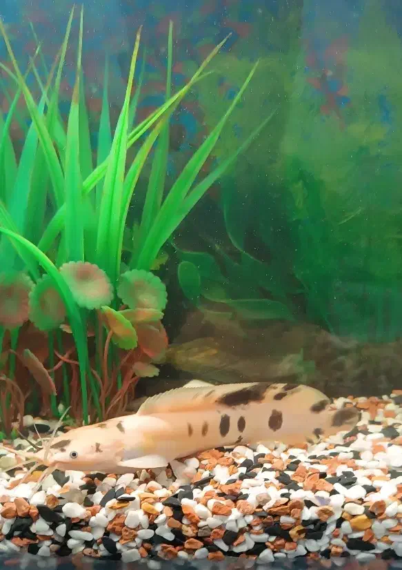 ماهی کت آفریقایی|ماهی|اقبالیه, |دیوار