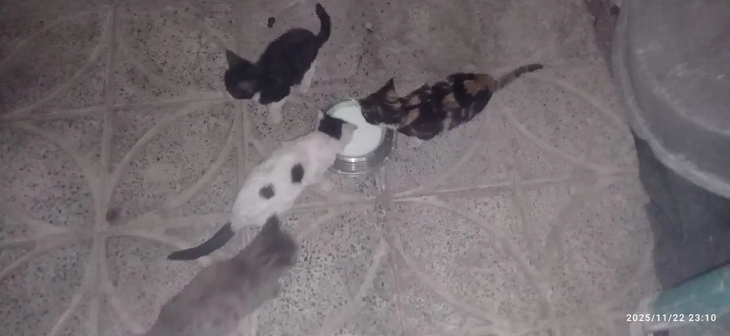 واگذاری بچه گربه رایگان DSH|گربه|بم, |دیوار