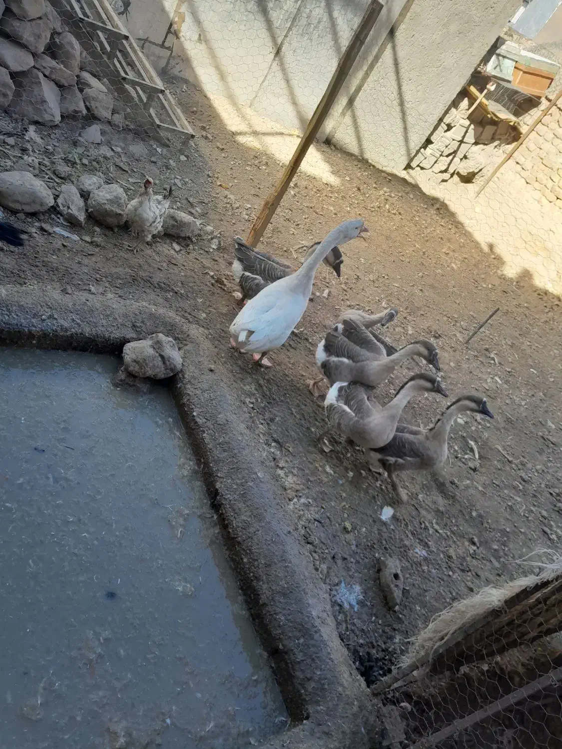 تخم قو|حیوانات مزرعه|خرمآباد, |دیوار